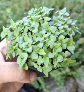 thajska bazalka